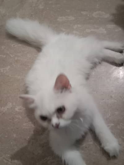 Persian female cat