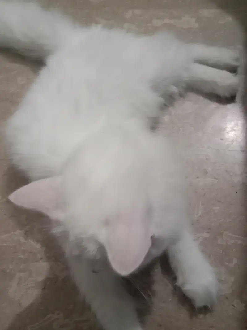 Persian female cat — photo 2