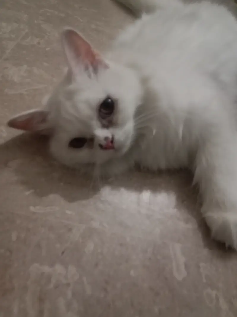 Persian female cat — photo 3