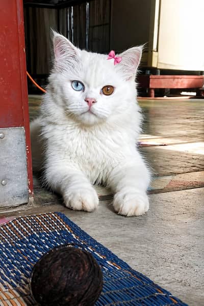 odd ayes male cat long hair 2 Cote