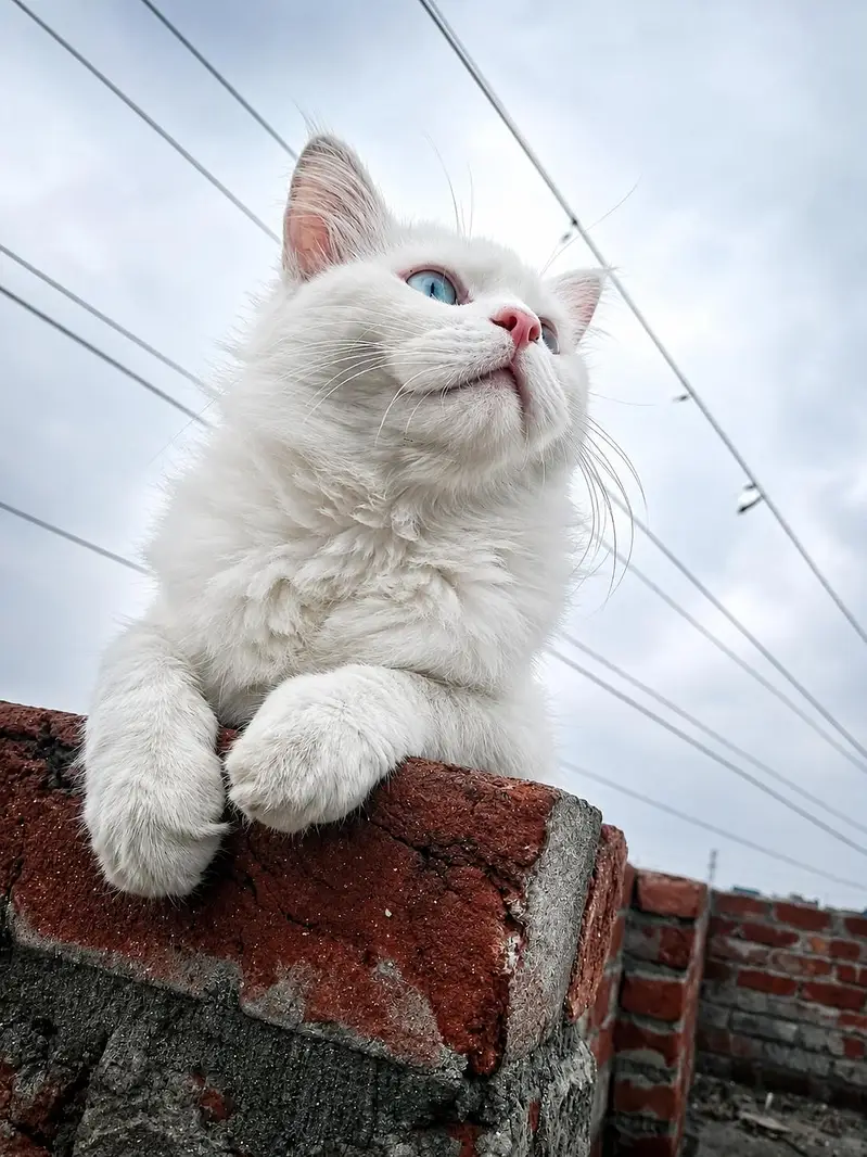 odd ayes male cat long hair 2 Cote — photo 2