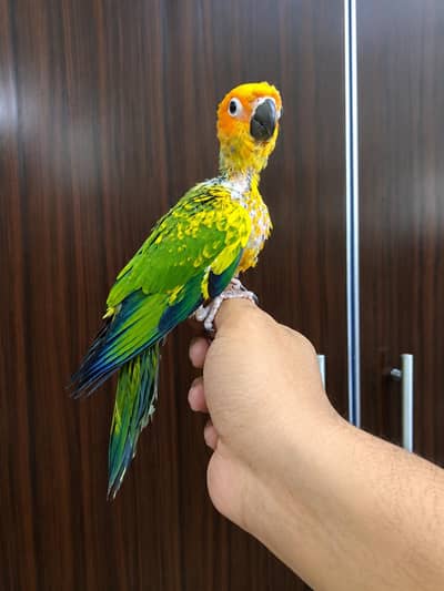 suncnor near to self chick