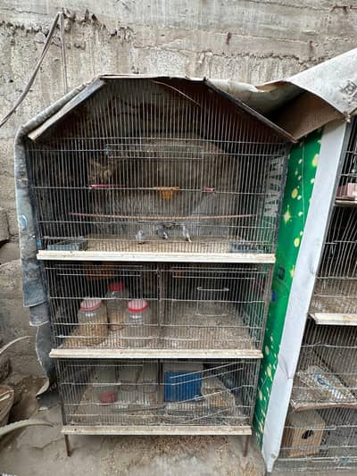 Birds Cage