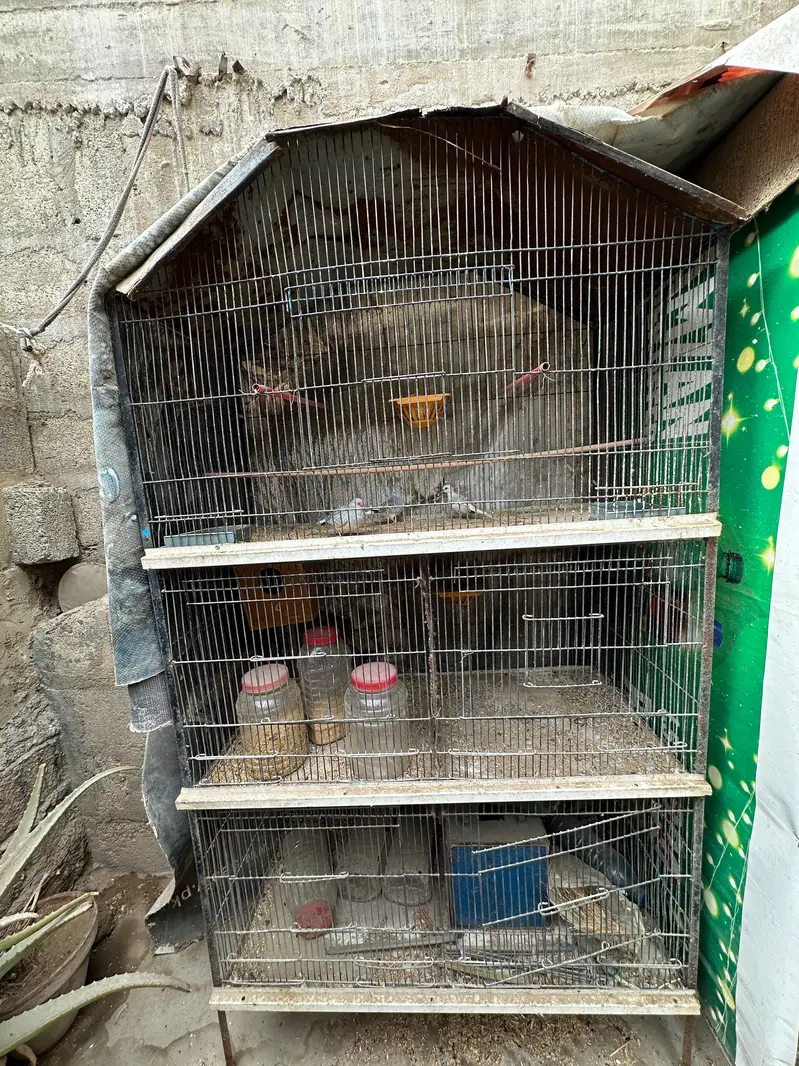 Birds Cage — photo 2
