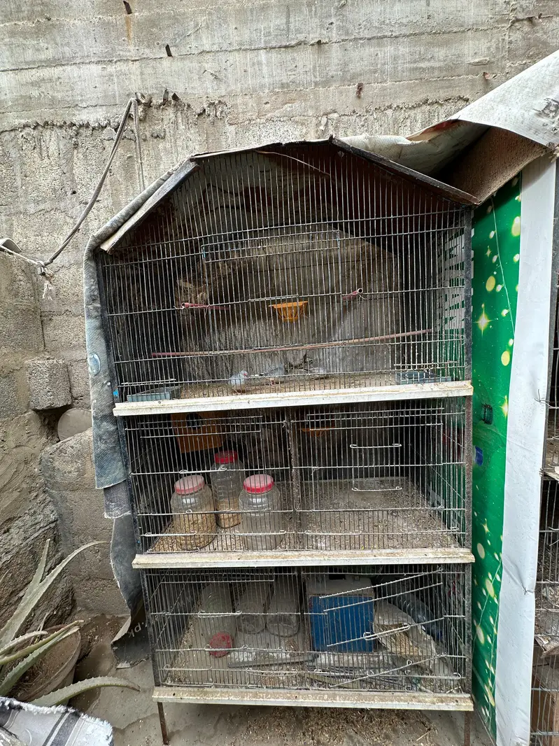 Birds Cage — photo 3