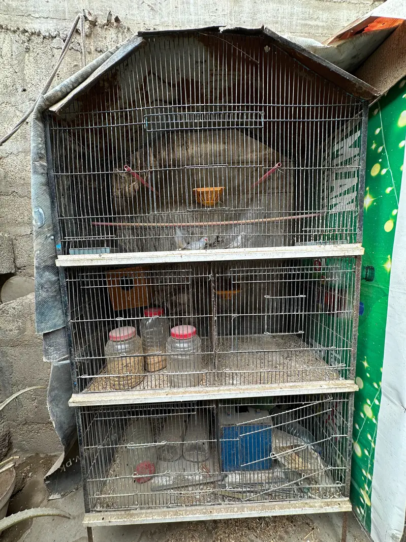 Birds Cage — photo 4