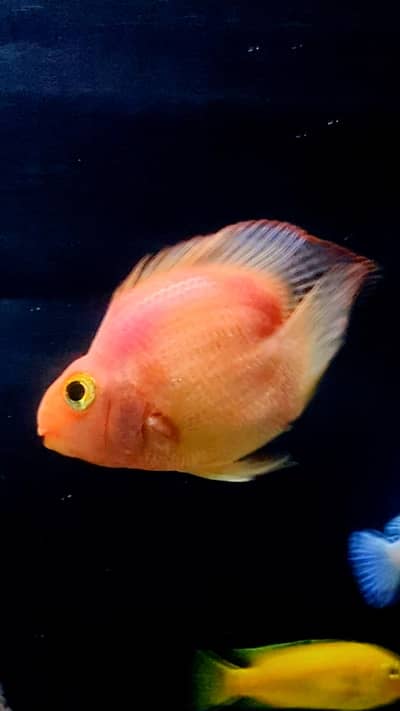 Lovetail Parrot Cichlid Fish