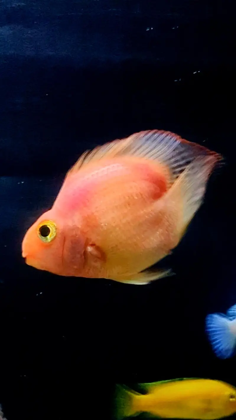 Lovetail Parrot Cichlid Fish