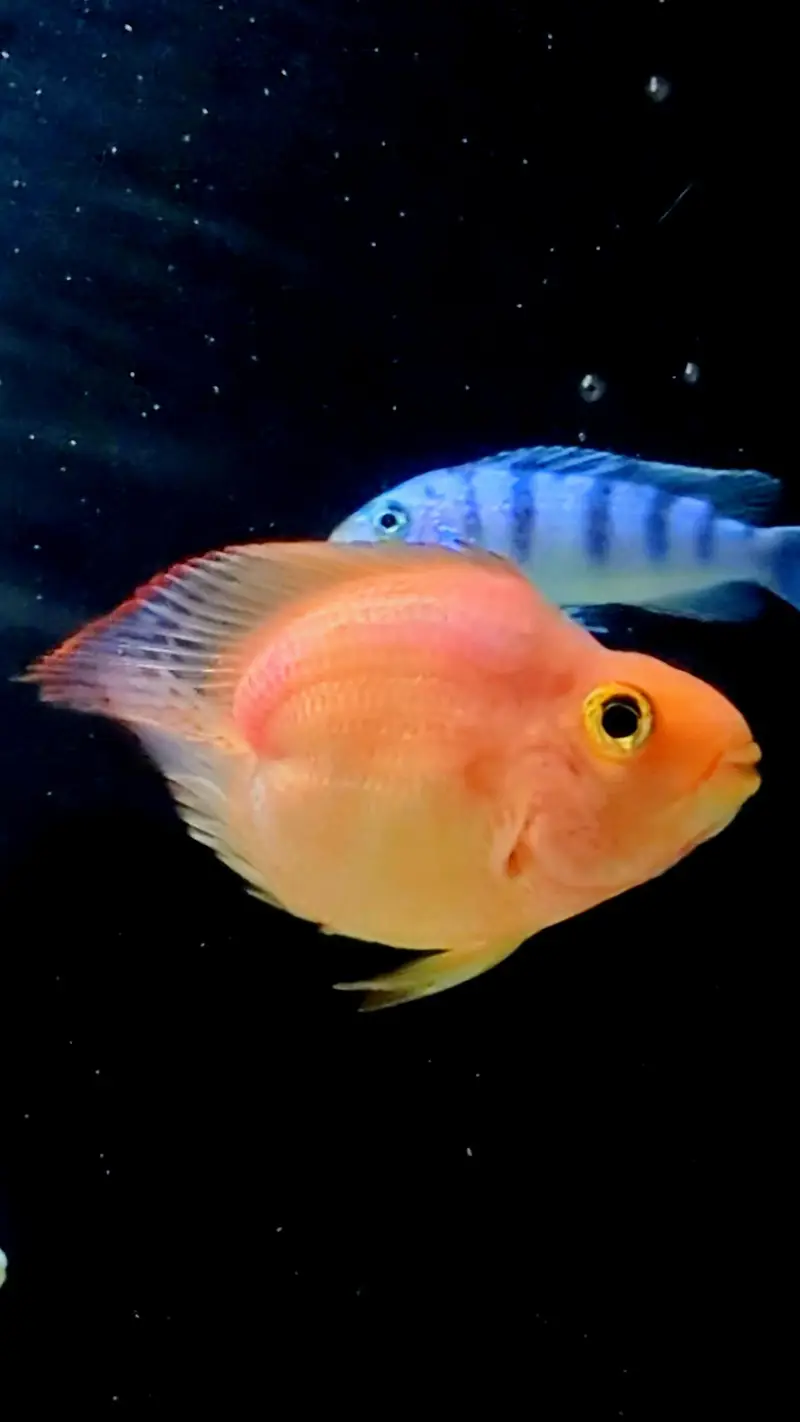 Lovetail Parrot Cichlid Fish — photo 2