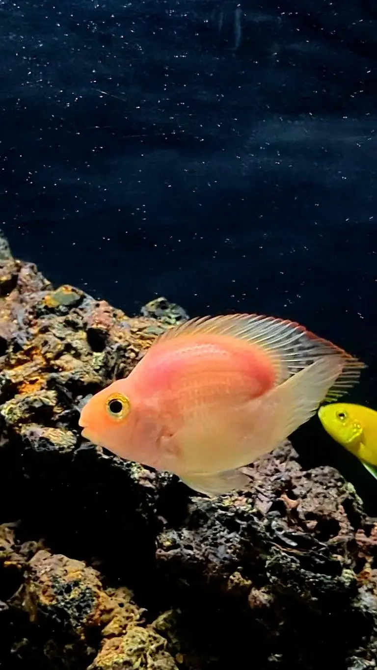 Lovetail Parrot Cichlid Fish — photo 3