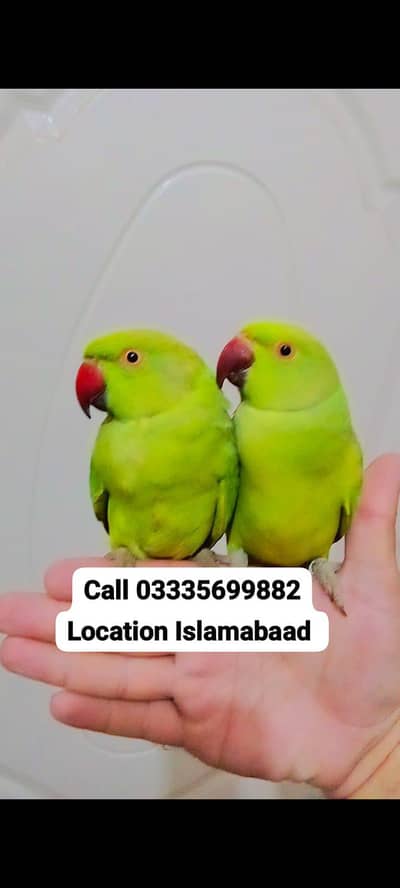Single 5500 pair 11000Handtame Green ringneck parrots for sale