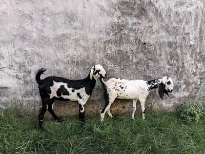 goat female 3.5 ma age h pair price 37500 last is k ilwa or b hn