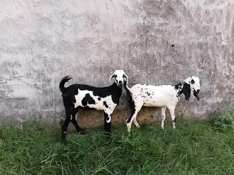 goat female 3.5 ma age h pair price 37500 last is k ilwa or b hn — photo 2