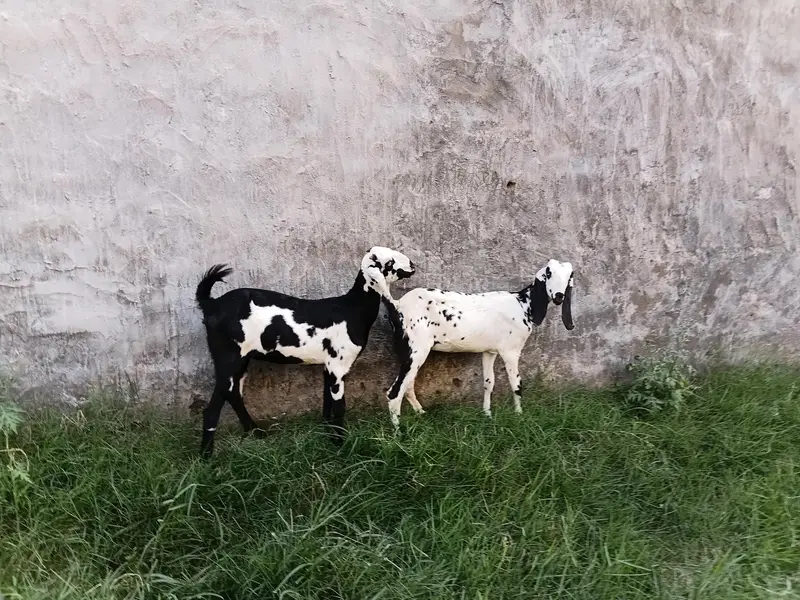 goat female 3.5 ma age h pair price 37500 last is k ilwa or b hn — photo 3