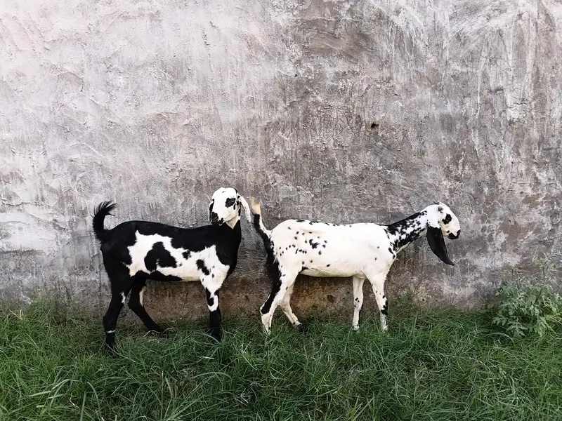goat female 3.5 ma age h pair price 37500 last is k ilwa or b hn — photo 4