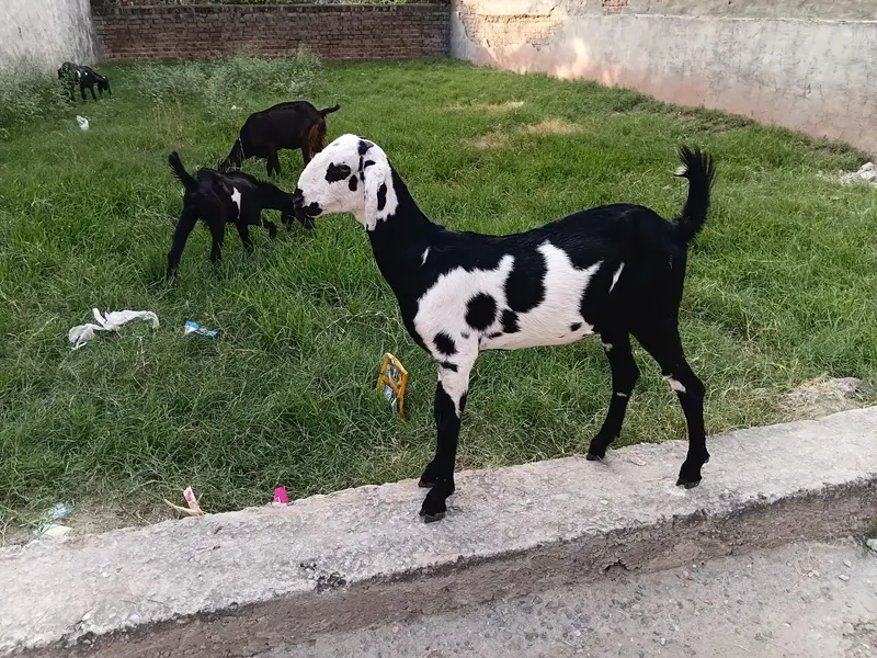 goat female 3.5 ma age h pair price 37500 last is k ilwa or b hn — photo 5