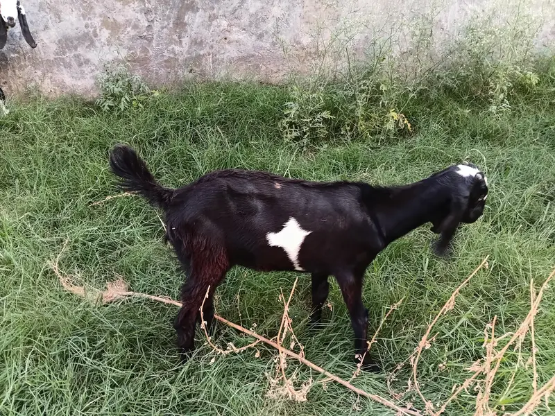 goat female 3.5 ma age h pair price 37500 last is k ilwa or b hn — photo 6