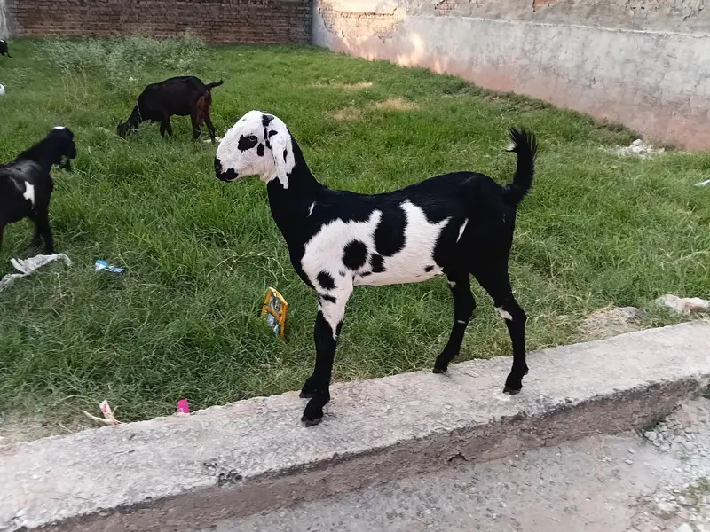 goat female 3.5 ma age h pair price 37500 last is k ilwa or b hn — photo 7