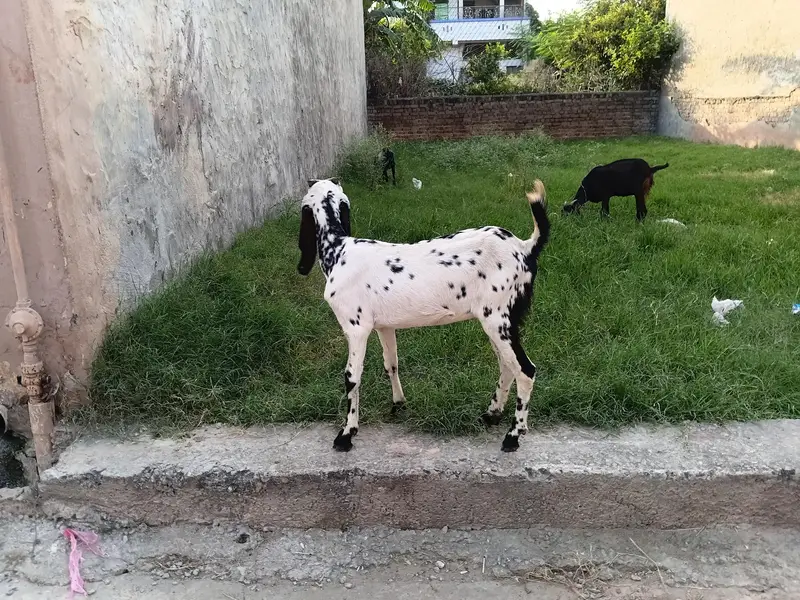 goat female 3.5 ma age h pair price 37500 last is k ilwa or b hn — photo 9