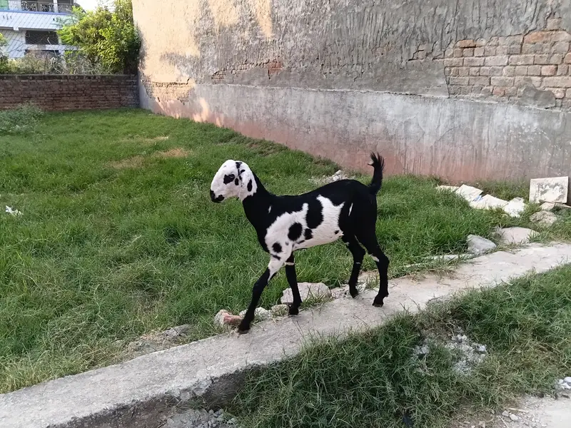 goat female 3.5 ma age h pair price 37500 last is k ilwa or b hn — photo 10