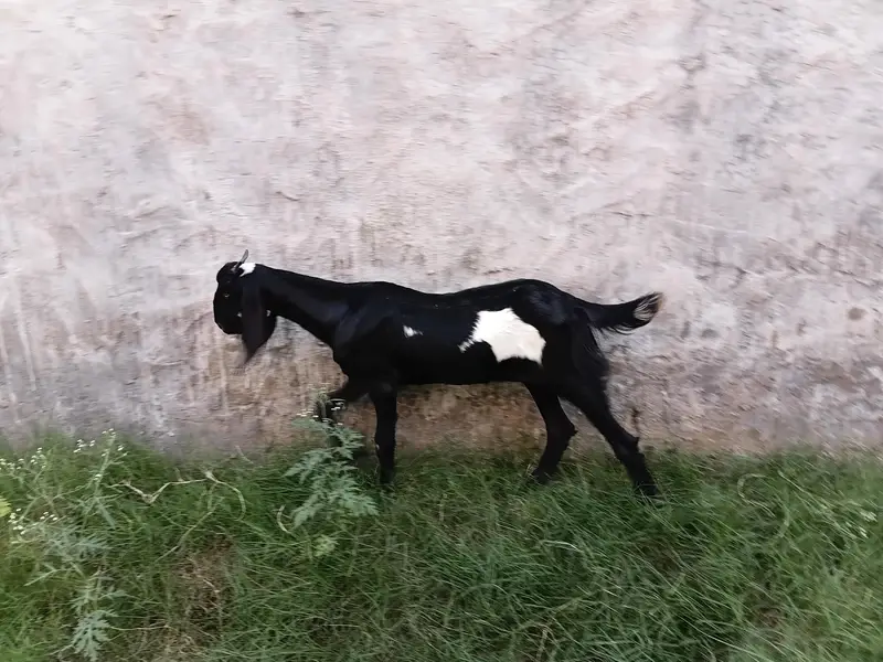 goat female 3.5 ma age h pair price 37500 last is k ilwa or b hn — photo 11