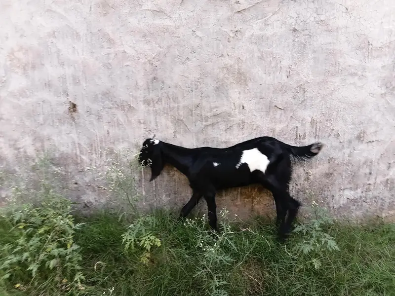 goat female 3.5 ma age h pair price 37500 last is k ilwa or b hn — photo 12