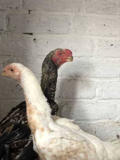 Parrot beak pair