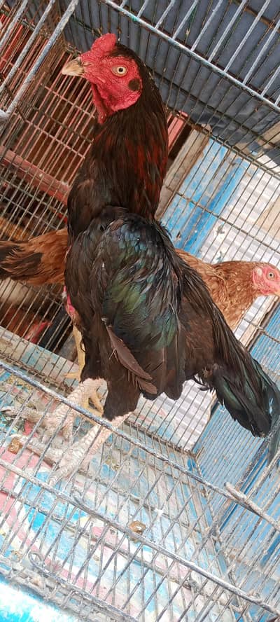 For sale