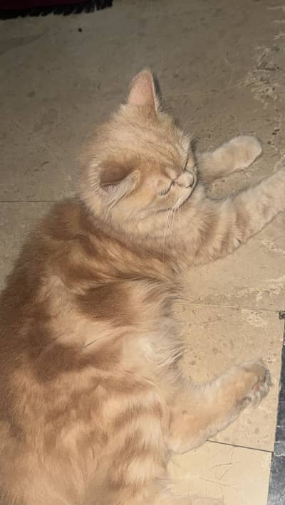 Persian cat
