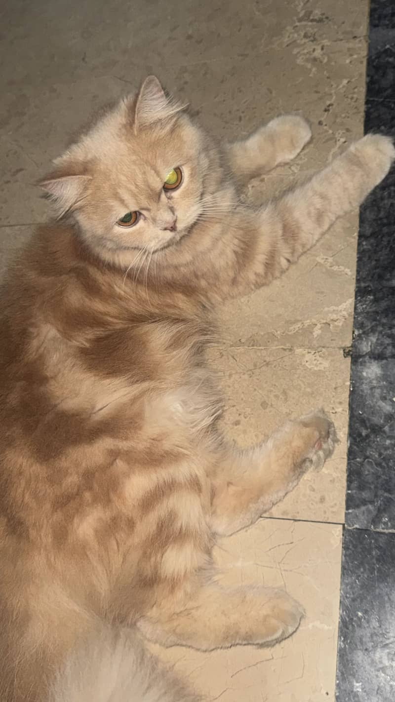 Persian cat 1