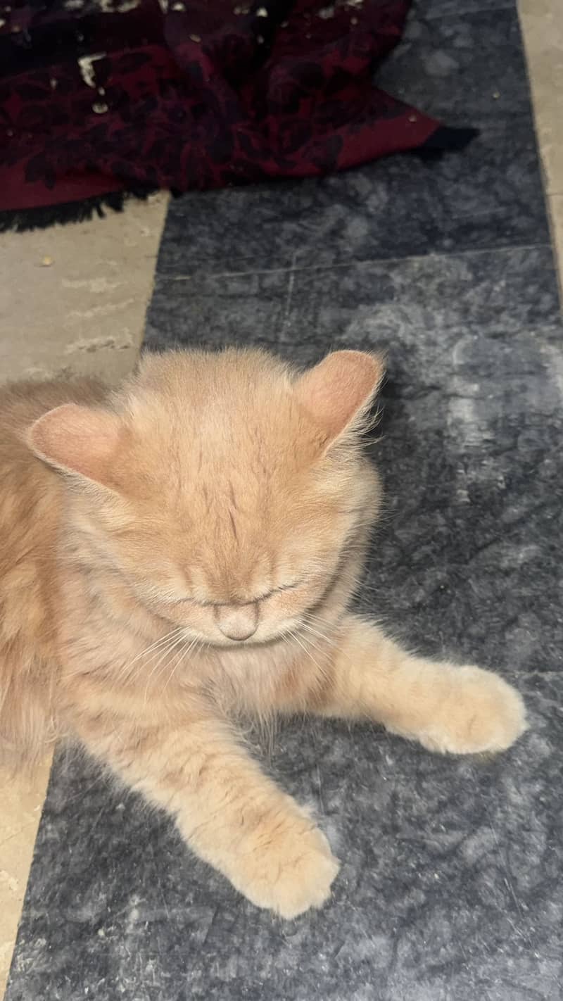 Persian cat 2