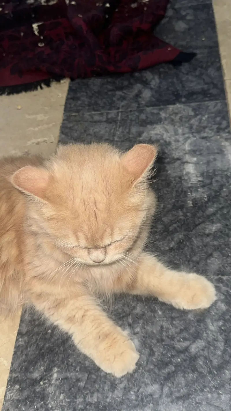 Persian cat — photo 3
