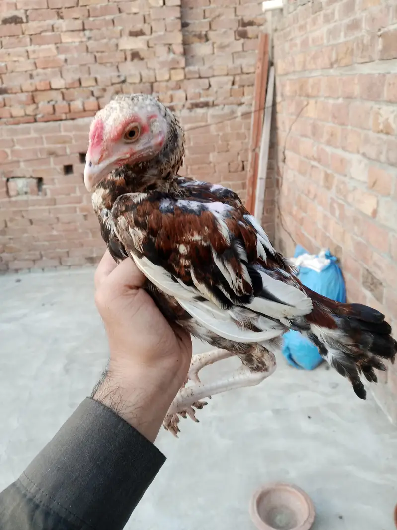 pure Aseel chicks — photo 2