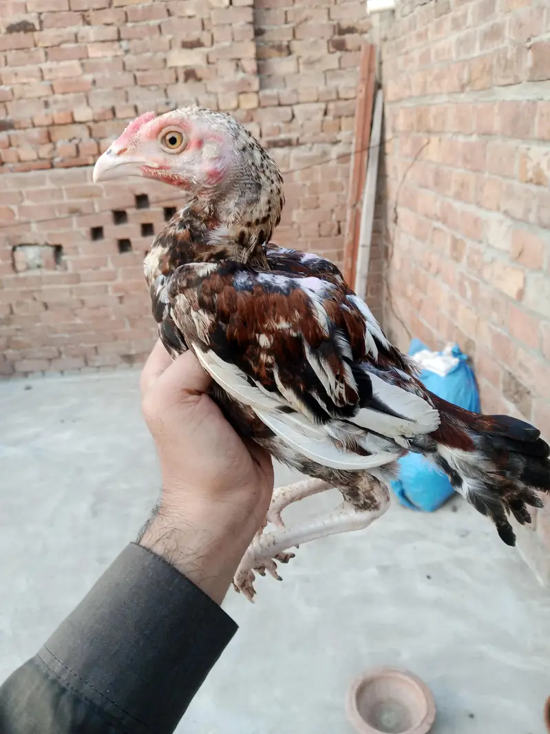 pure Aseel chicks — photo 3