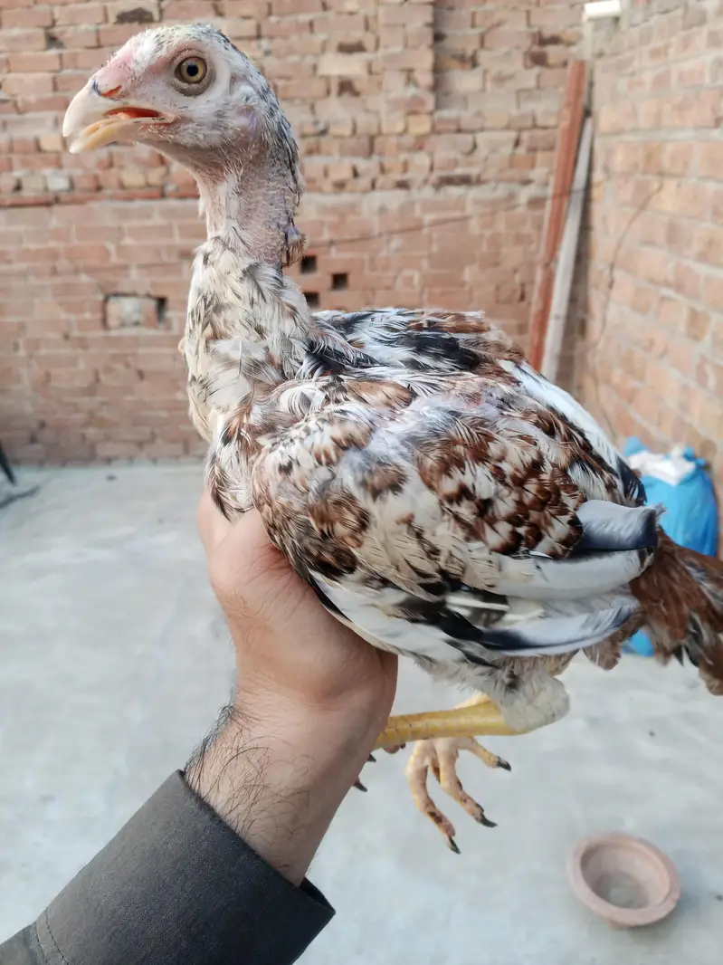 pure Aseel chicks — photo 4