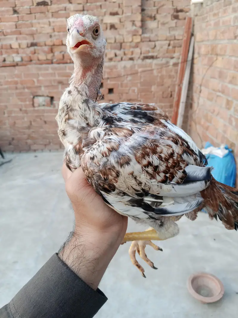 pure Aseel chicks — photo 5