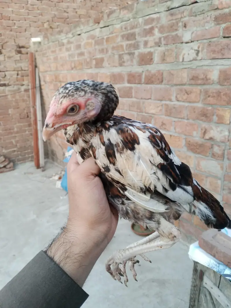 pure Aseel chicks — photo 6