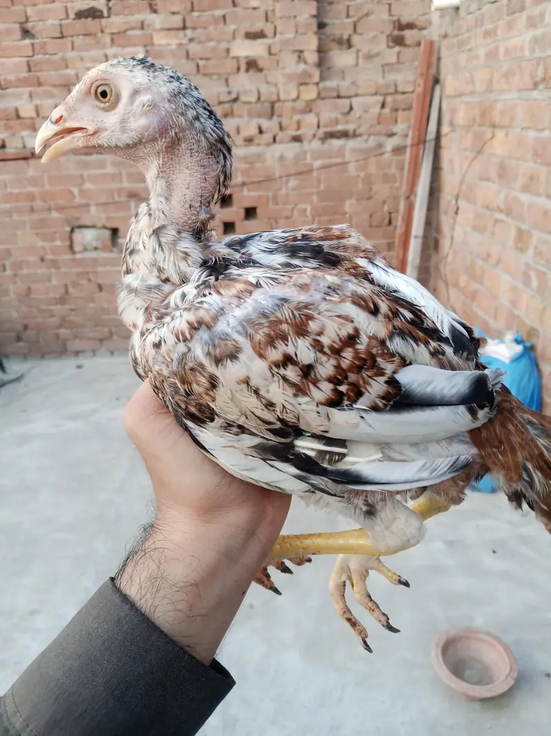 pure Aseel chicks — photo 7