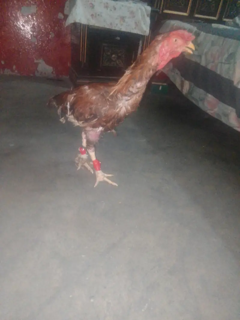 not car portion just Lahore lakha breed — photo 2