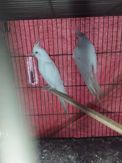 Cocktail Cockatiel Budgies Australian parrot