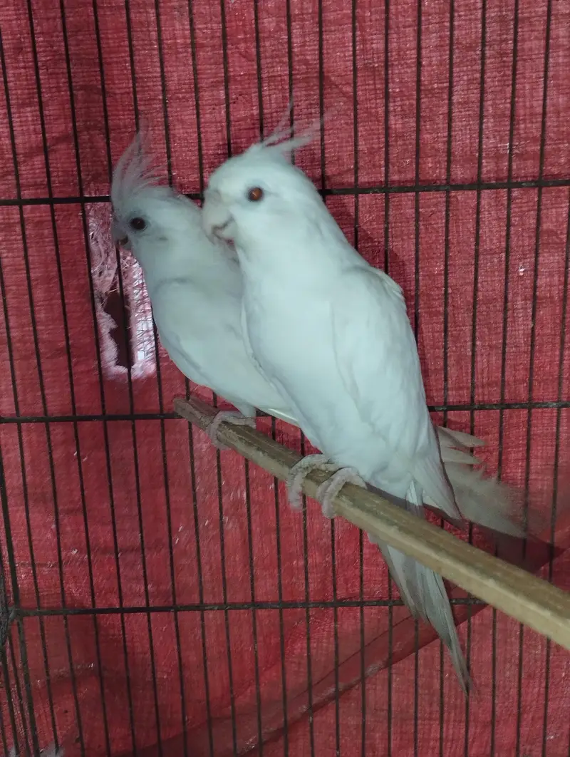 Cocktail Cockatiel Budgies Australian parrot — photo 2