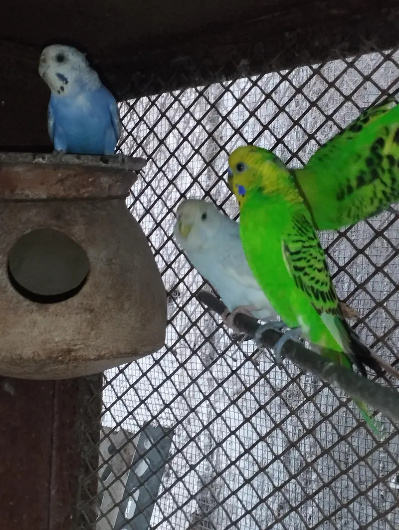 Cocktail Cockatiel Budgies Australian parrot — photo 3
