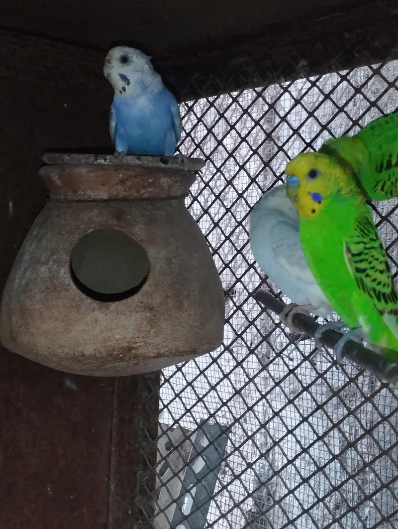 Cocktail Cockatiel Budgies Australian parrot — photo 4