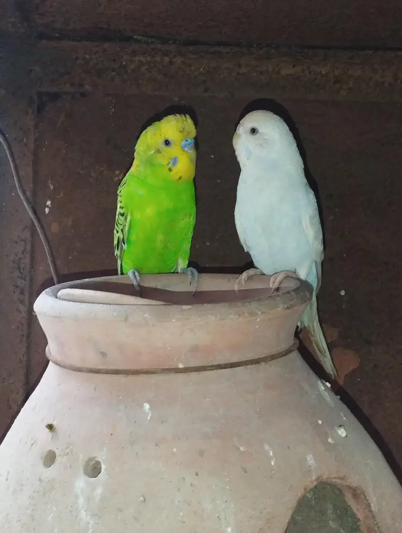 Cocktail Cockatiel Budgies Australian parrot — photo 5