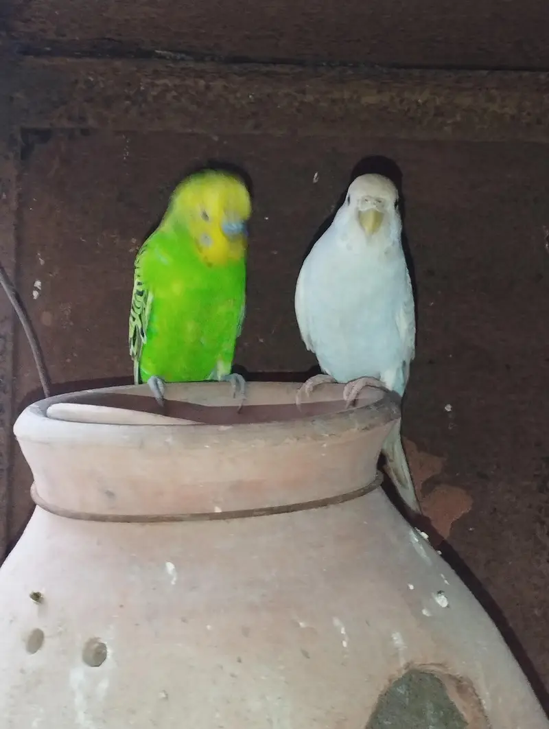 Cocktail Cockatiel Budgies Australian parrot — photo 6
