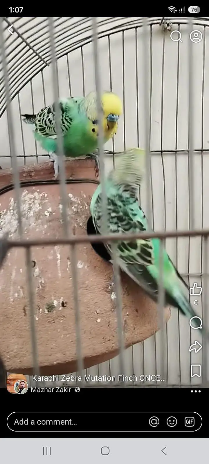 Cocktail Cockatiel Budgies Australian parrot — photo 7