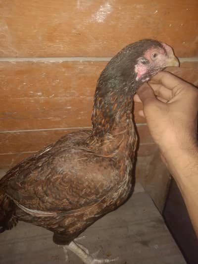 ** beautiful & Healthy Desi Game Bird for Sale **