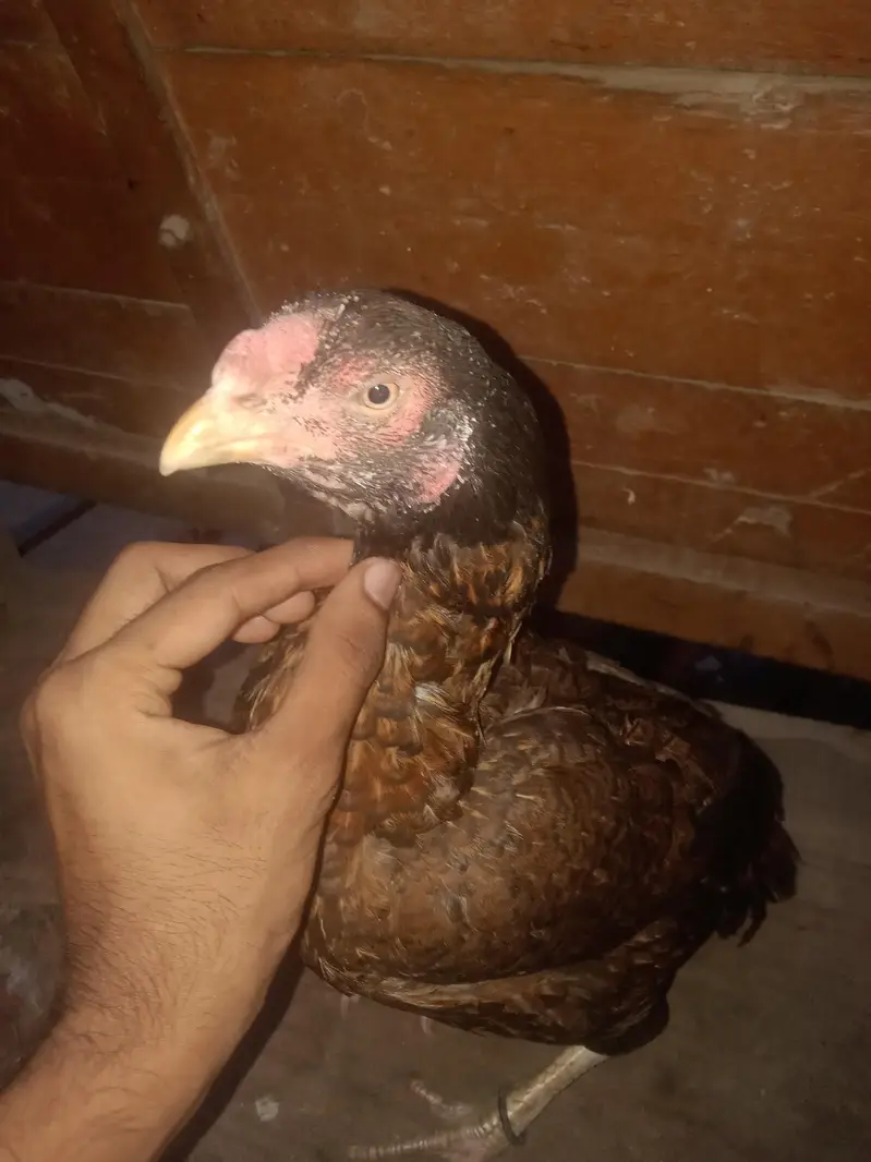 ** beautiful & Healthy Desi Game Bird for Sale ** — photo 2