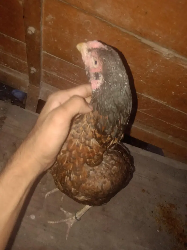 ** beautiful & Healthy Desi Game Bird for Sale ** — photo 3
