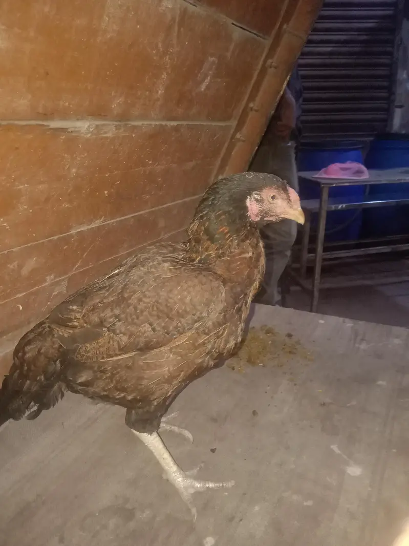 ** beautiful & Healthy Desi Game Bird for Sale ** — photo 4